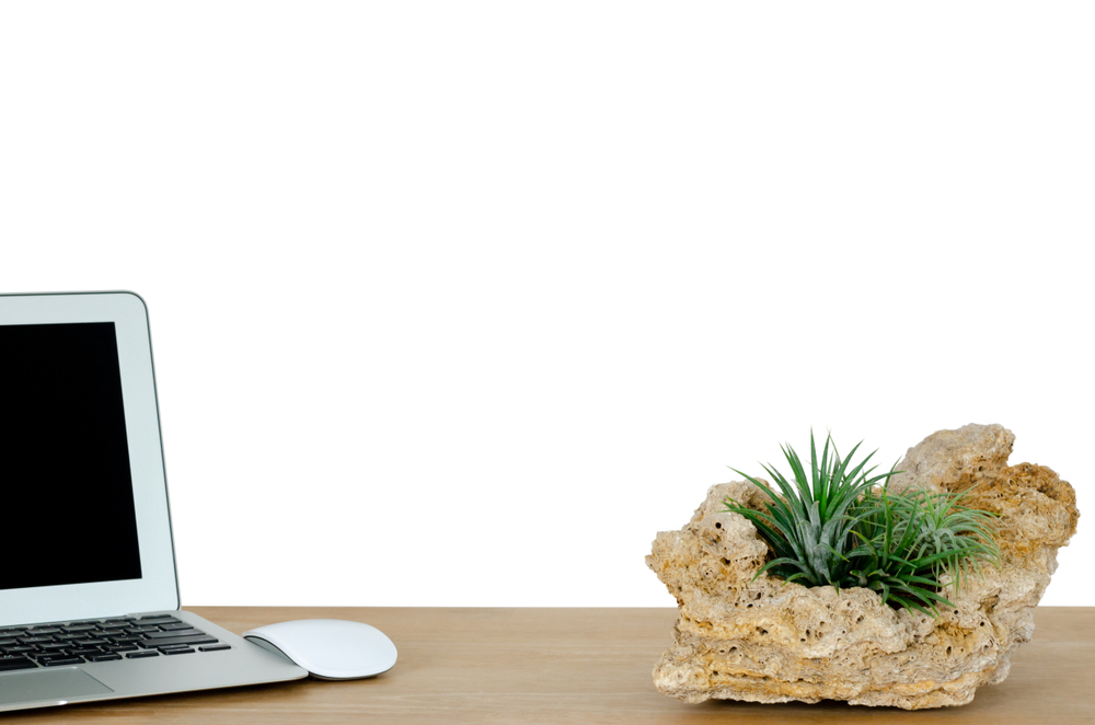 piante-adatte-ufficio-tillandsia.jpg