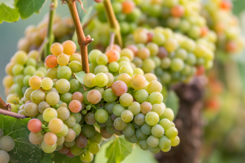 5 cantine meravigliose da visitare