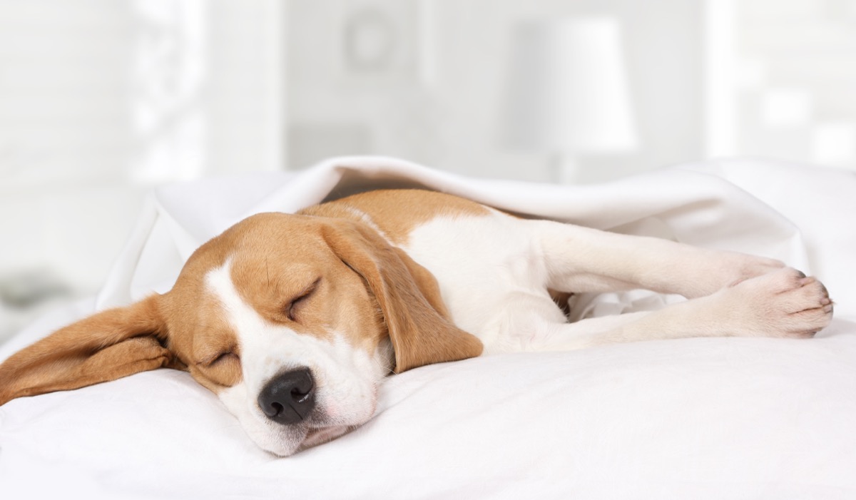 Cane che piange nel sonno: perché succede