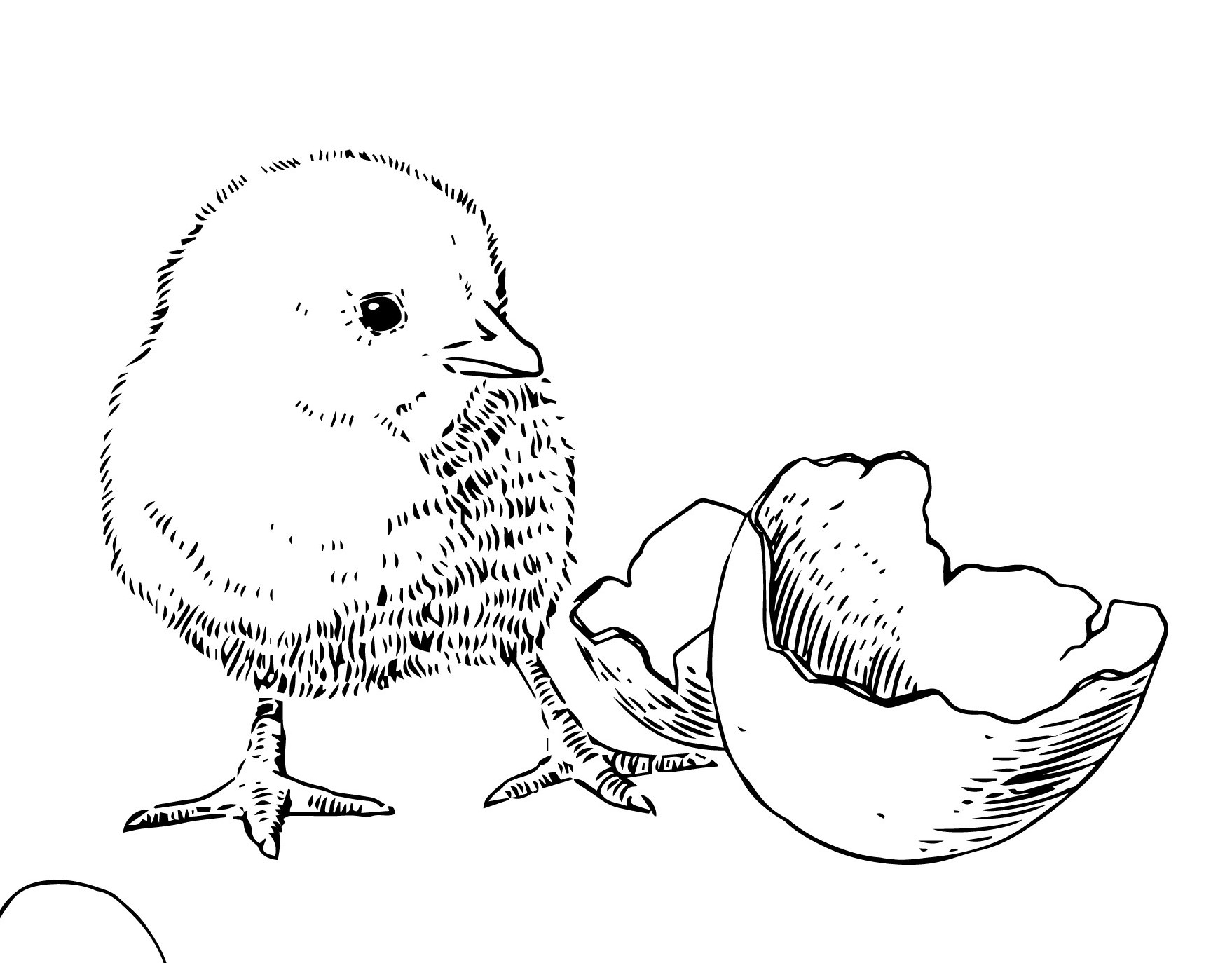 Sagoma pulcino pasquale: 11 disegni gratis e le idee per personalizzarli