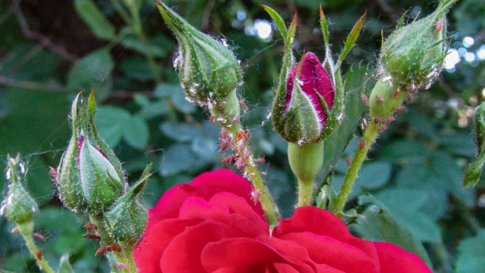 Come togliere i pidocchi dalle rose: 5 rimedi casalinghi