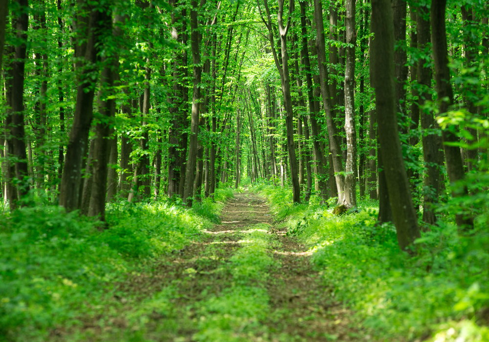 Frasi sulla natura, le citazioni più intense