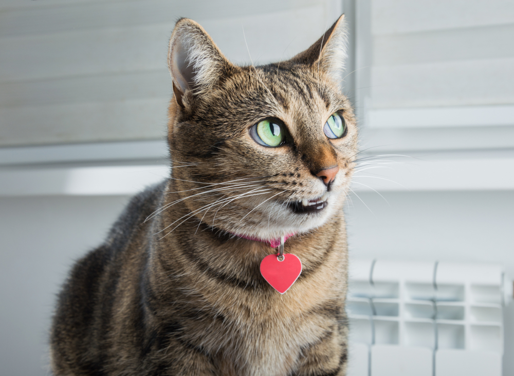 Collare per gatto fai da te: come realizzarlo