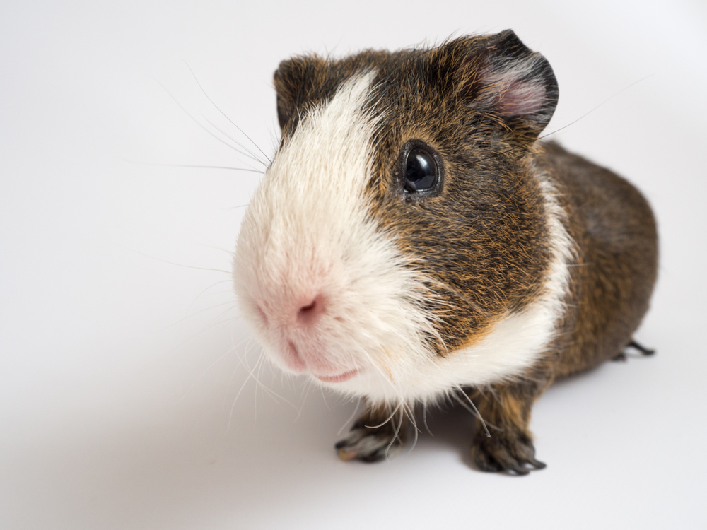 Come allevare una cavia peruviana, i consigli