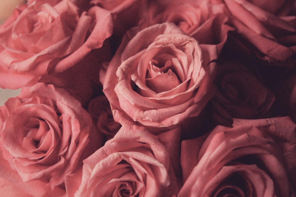 Olio essenziale di rosa: come farlo per profumare casa
