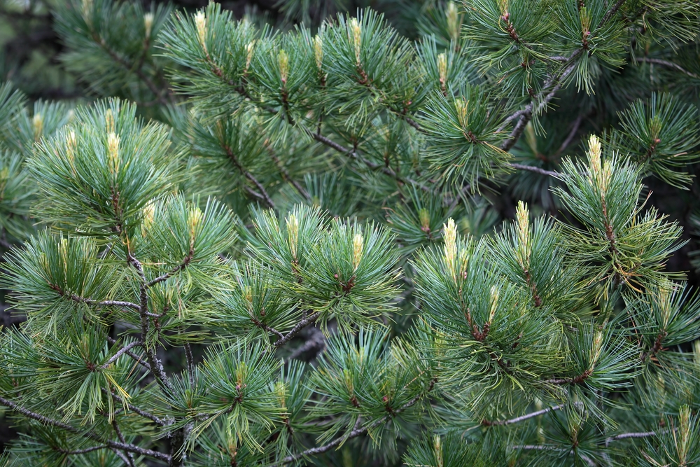 Cirmolo: il legno che rigenera e rilassa