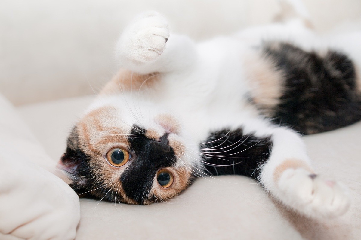 Festa del gatto: perché la giornata cade il 17 febbraio
