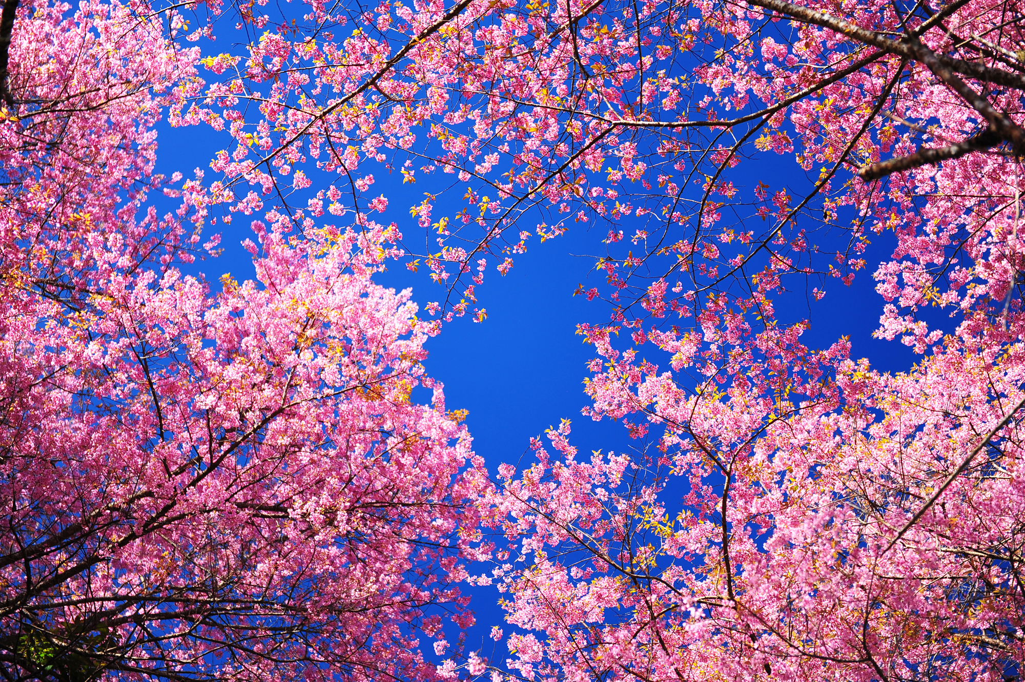 sfondi-desktop-primavera-1_0.jpg