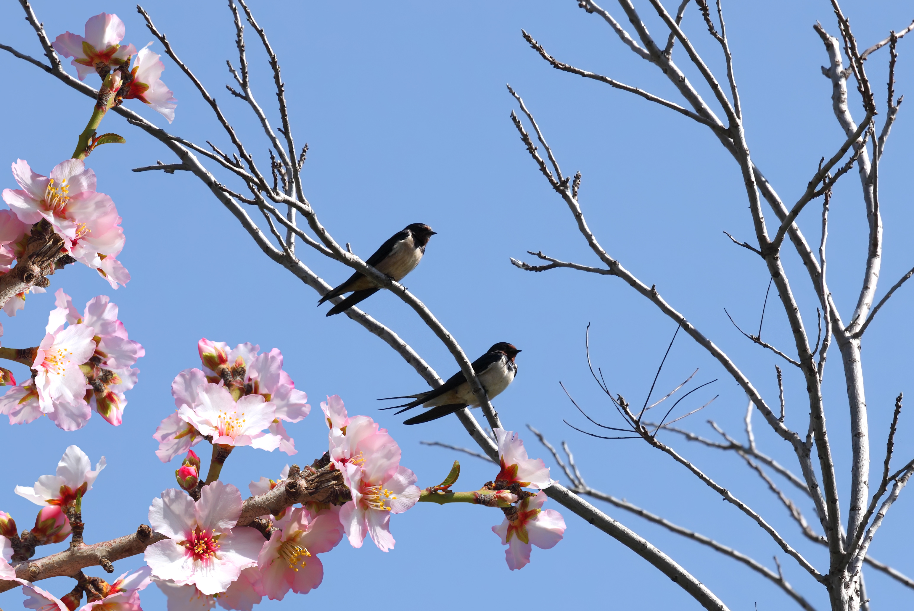 sfondi-desktop-primavera-3.jpg