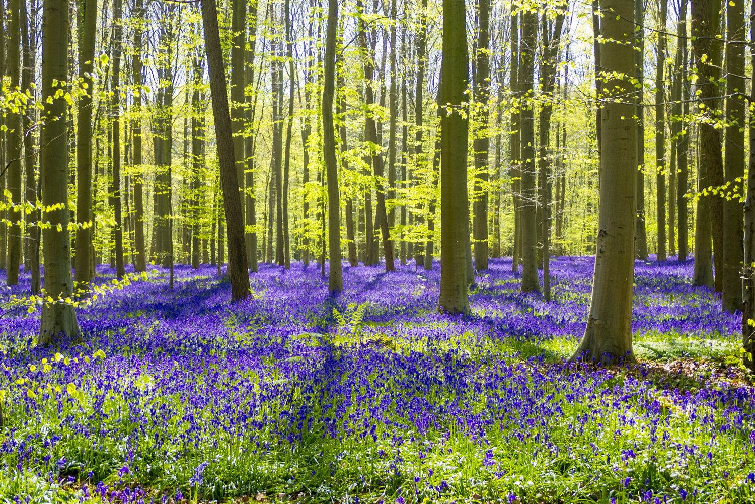 sfondi-desktop-primavera-5.jpg