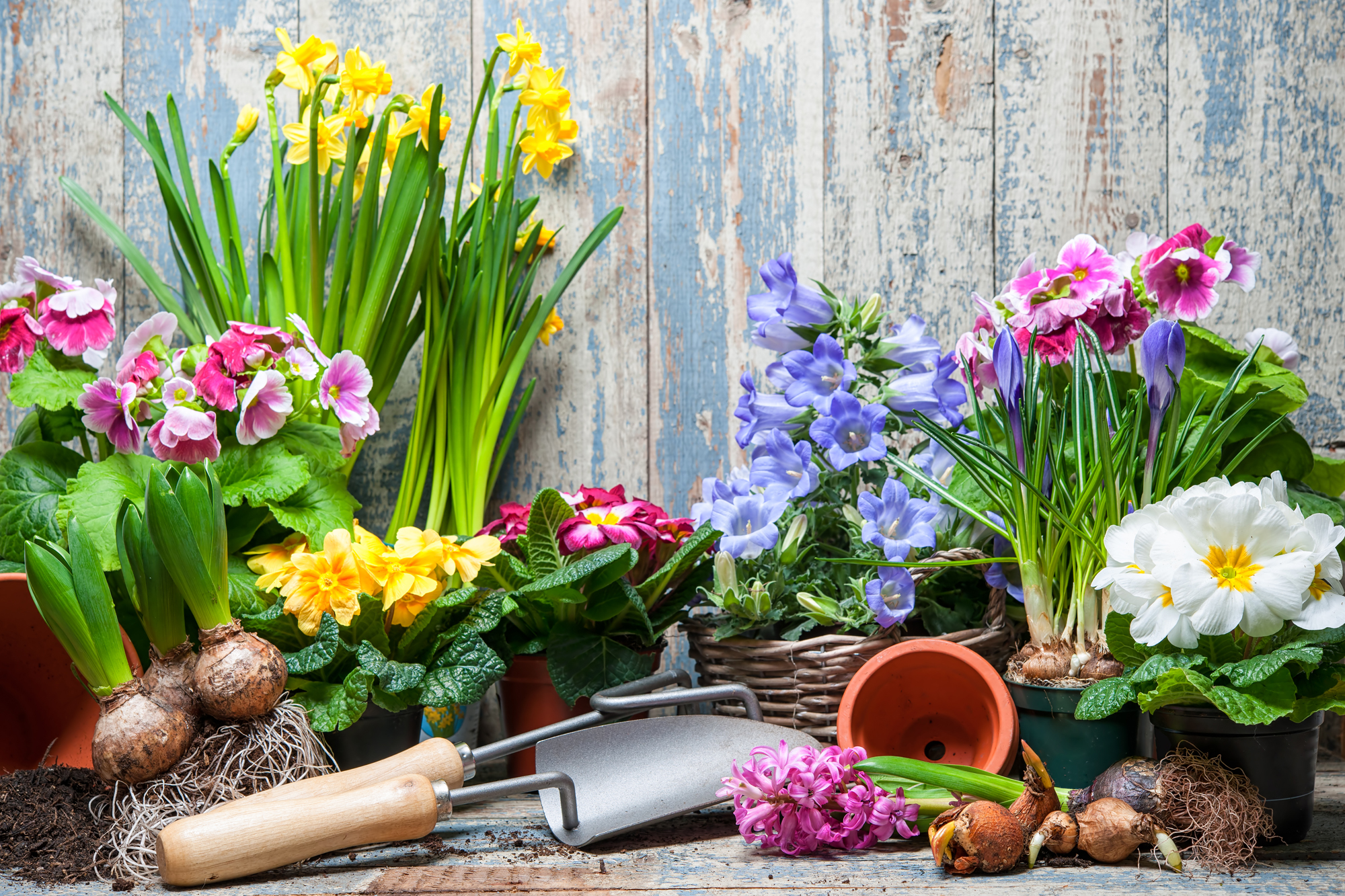 sfondi-desktop-primavera-6.jpg