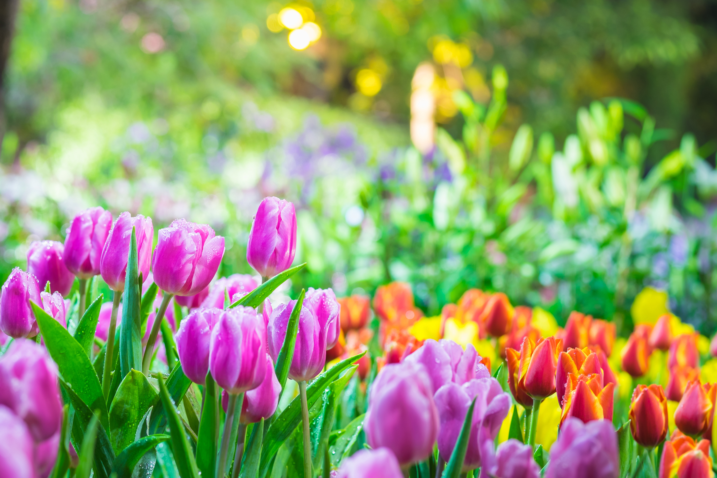 sfondi-desktop-primavera-9.jpg