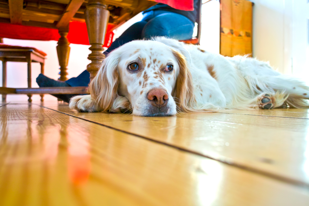Come eliminare l’odore del cane dalla tua casa
