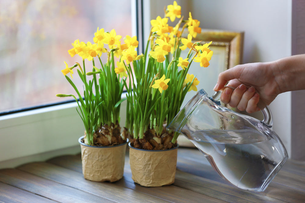 Come coltivare i narcisi in vaso: 9 consigli utili