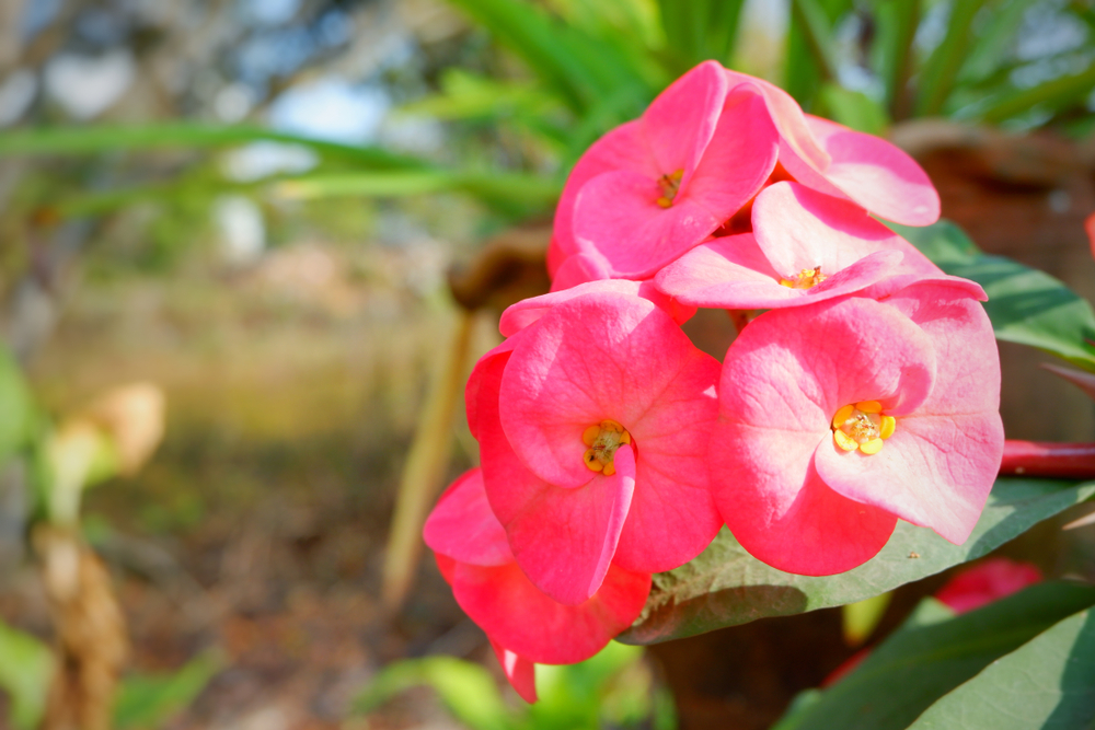 fiori-estivi-giardino-pieno-sole-euphorbia_0.jpg