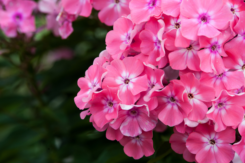 fiori-estivi-giardino-pieno-sole-flox-annuale.jpg