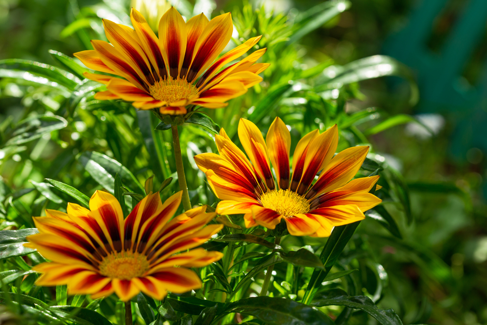 fiori-estivi-giardino-pieno-sole-gazania.jpg