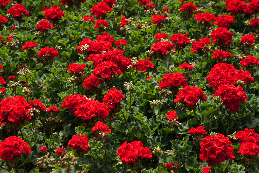 fiori-estivi-giardino-pieno-sole-geranio.jpg