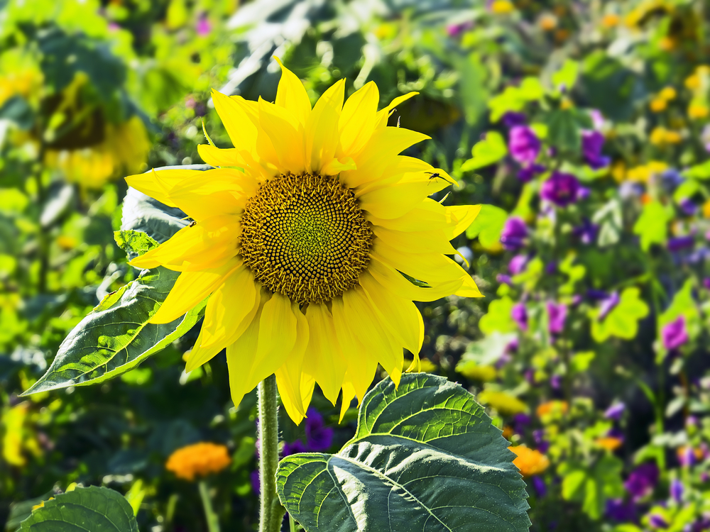 fiori-estivi-giardino-pieno-sole-girasoli.jpg