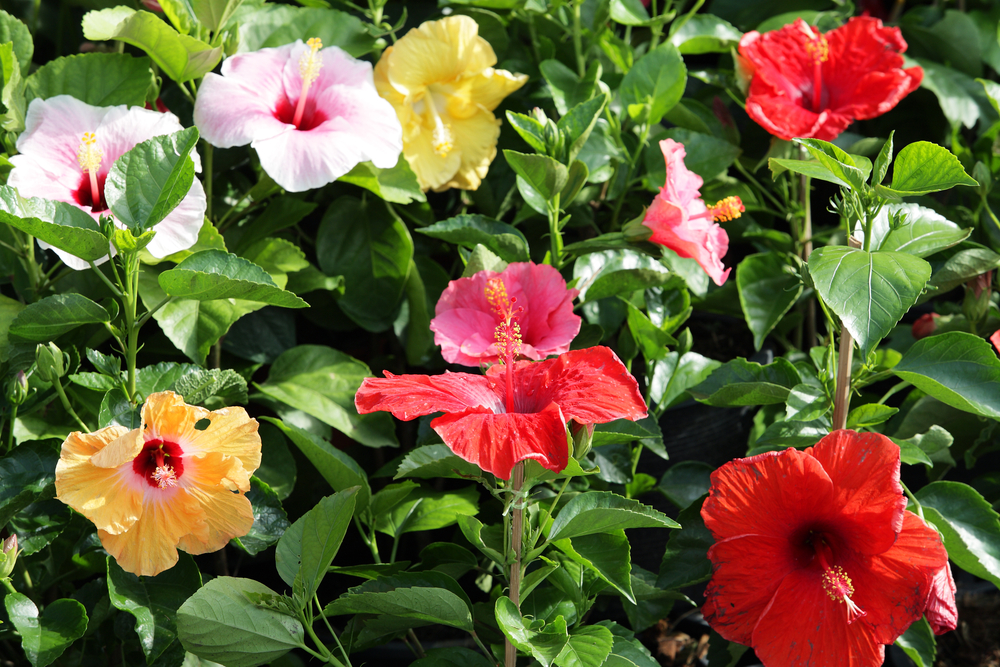 fiori-estivi-giardino-pieno-sole-ibisco.jpg