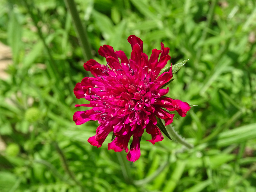 fiori-estivi-giardino-pieno-sole-knautia-macedonica.jpg