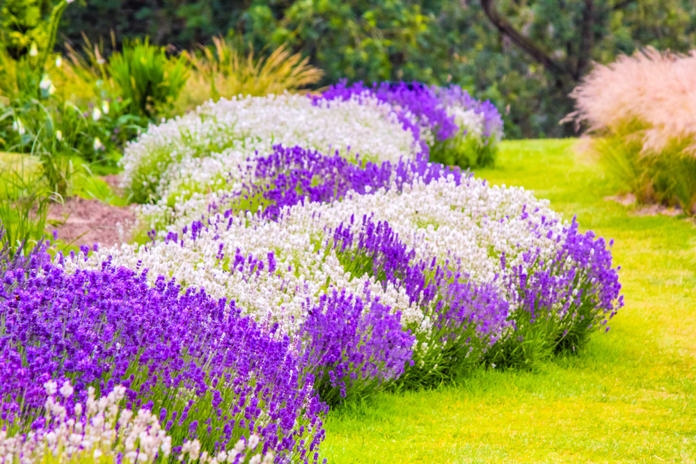 fiori-estivi-giardino-pieno-sole-lavanda_0.jpg