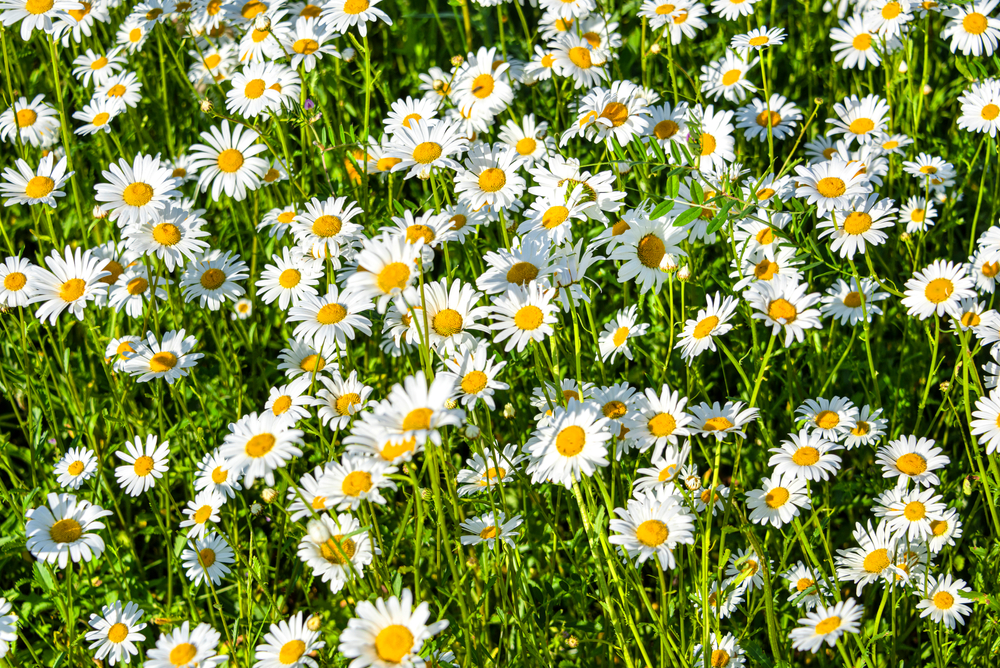 fiori-estivi-giardino-pieno-sole-margherita.jpg