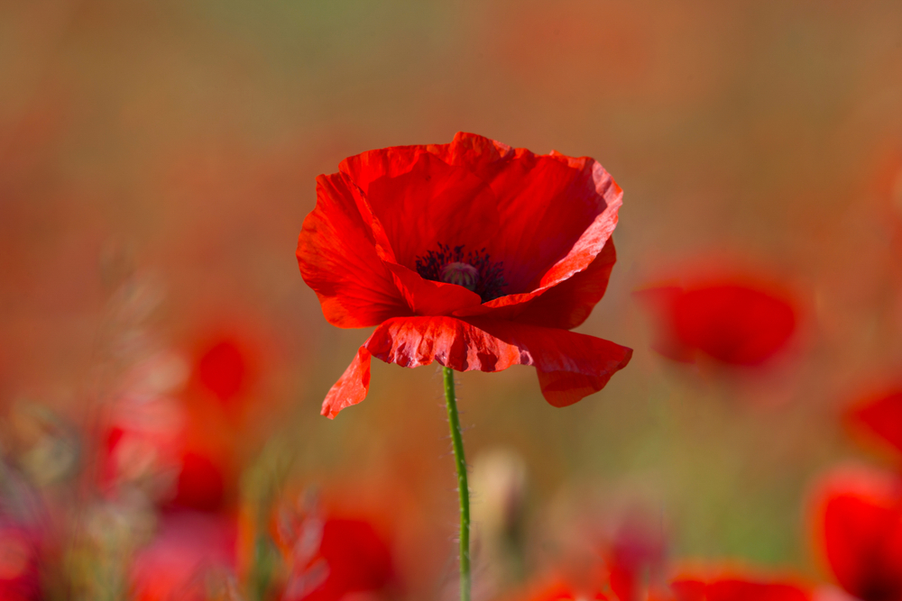 fiori-estivi-giardino-pieno-sole-papaveri.jpg