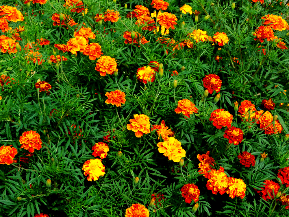 fiori-estivi-giardino-pieno-sole-tagete.jpg