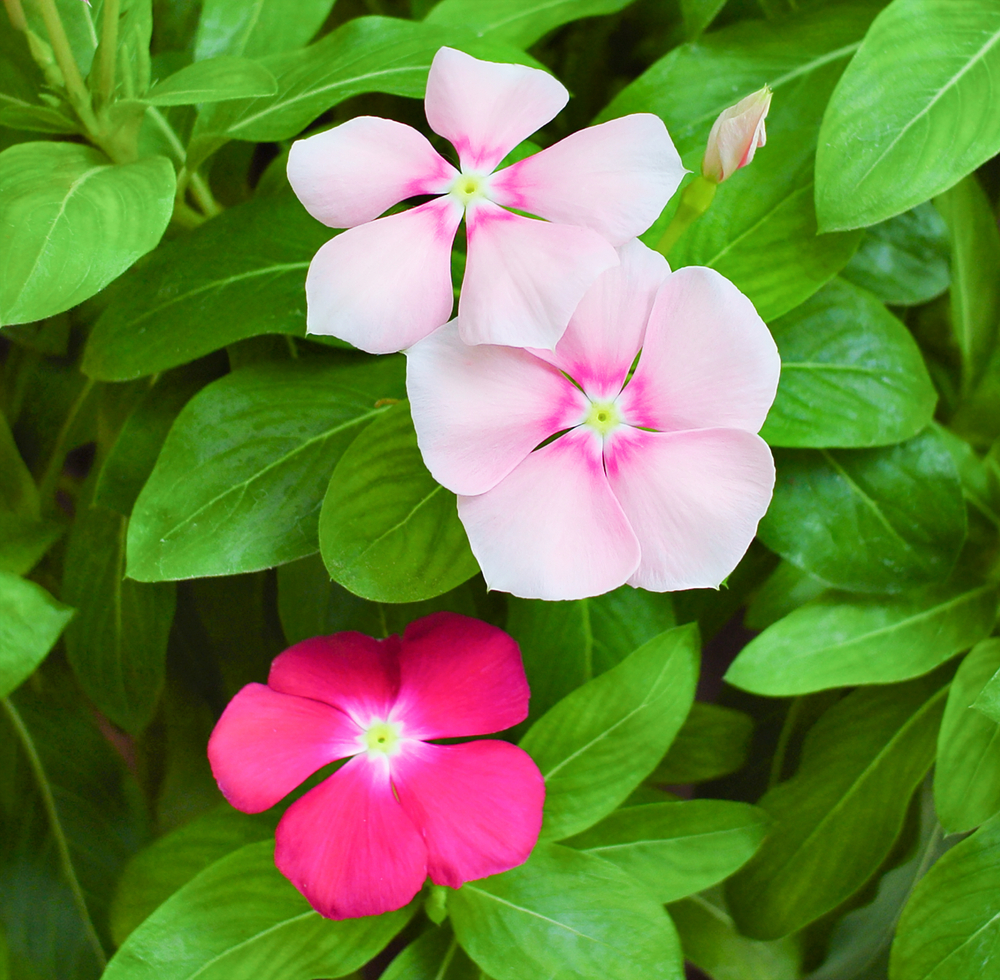 fiori-estivi-giardino-pieno-sole-vinca.jpg