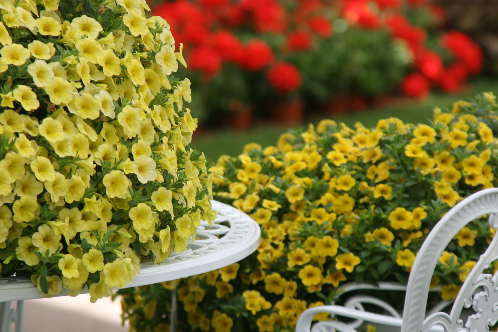 Petunia nana: 7 consigli per la coltivazione della calibrachoa