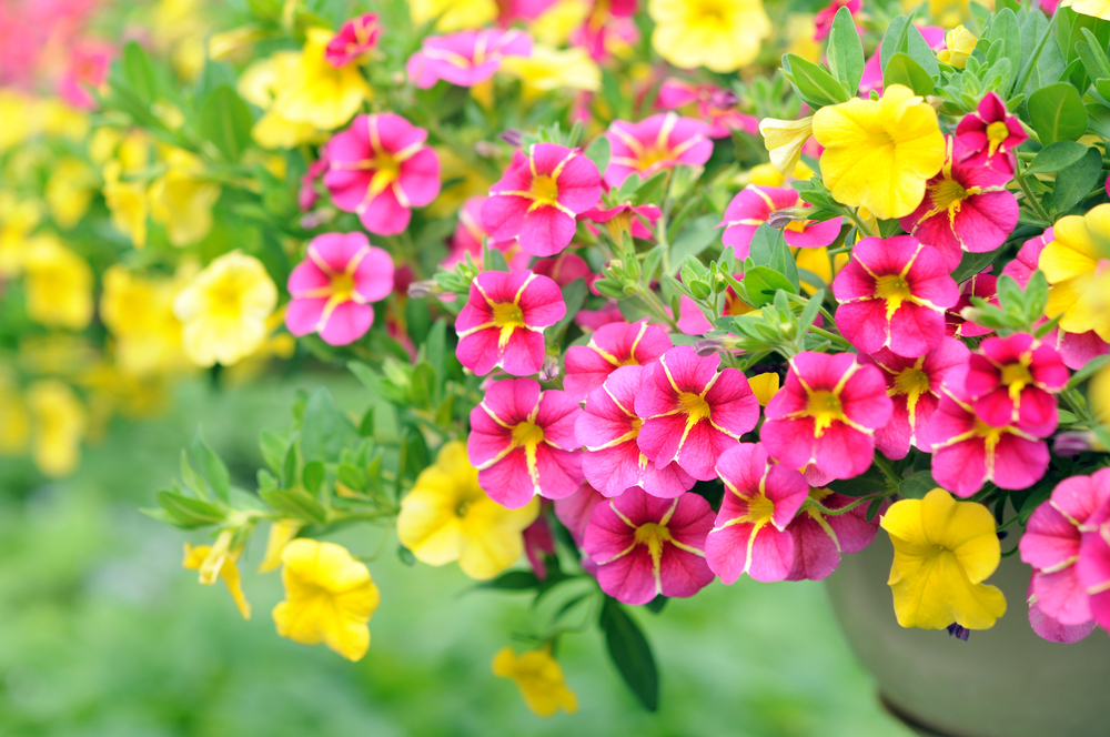 Petunia e surfinia: che differenza c'è?