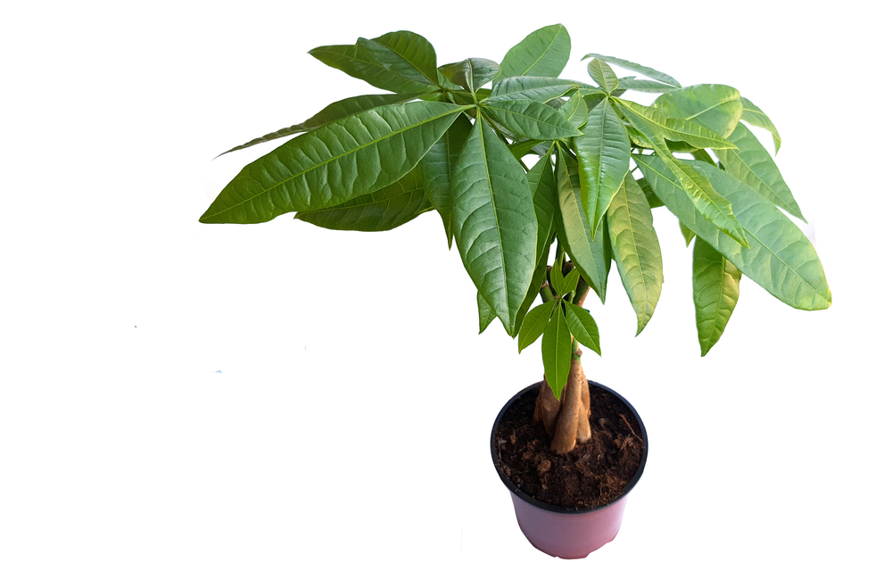 Come curare la pachira in casa: 9 consigli per l'albero delle monete