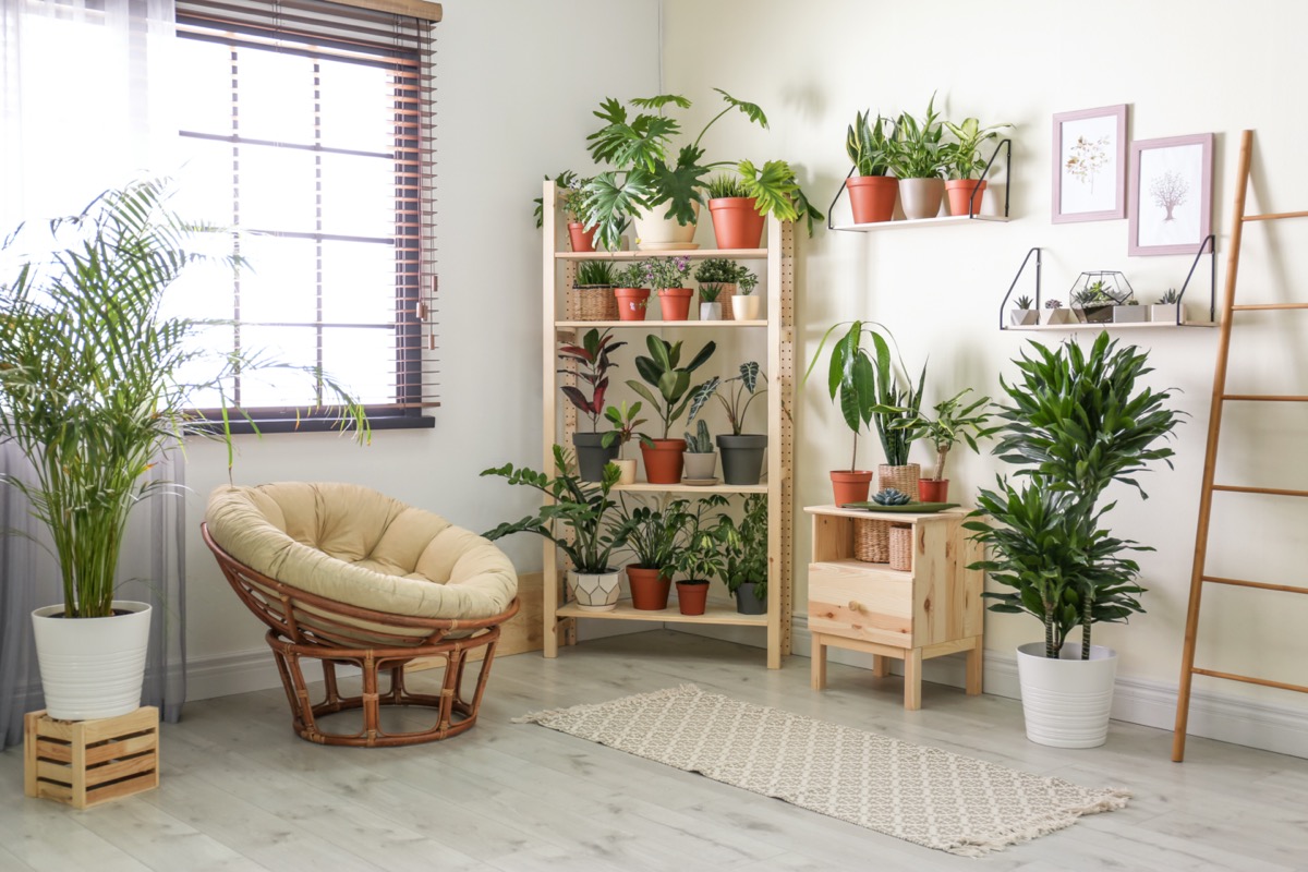 Arredare-piante-interno-6.jpg