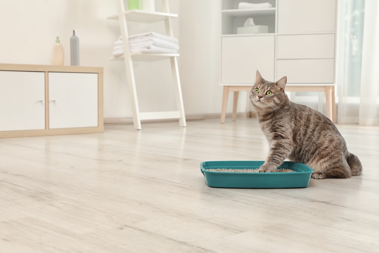 Abituare il gatto alla lettiera chiusa o aperta: i metodi da provare