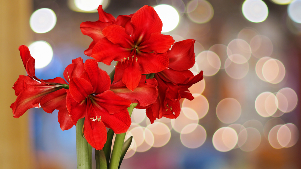 Quali fiori coltivare per Natale: idee e consigli