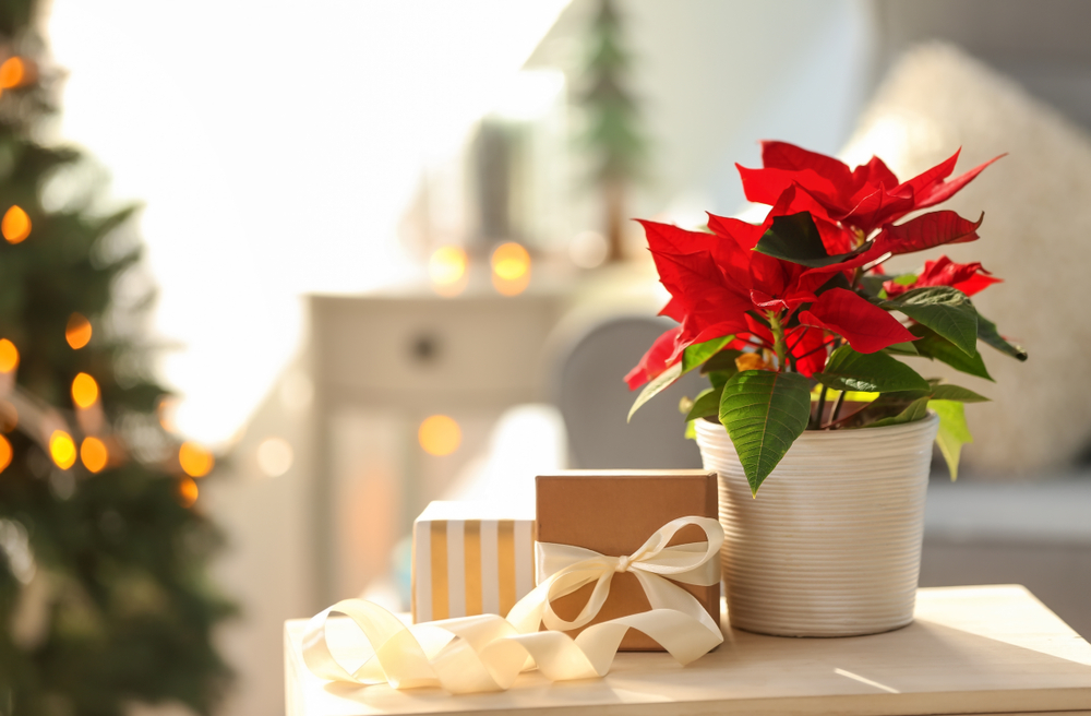 quali-fiori-coltivare-natale-stella.jpg