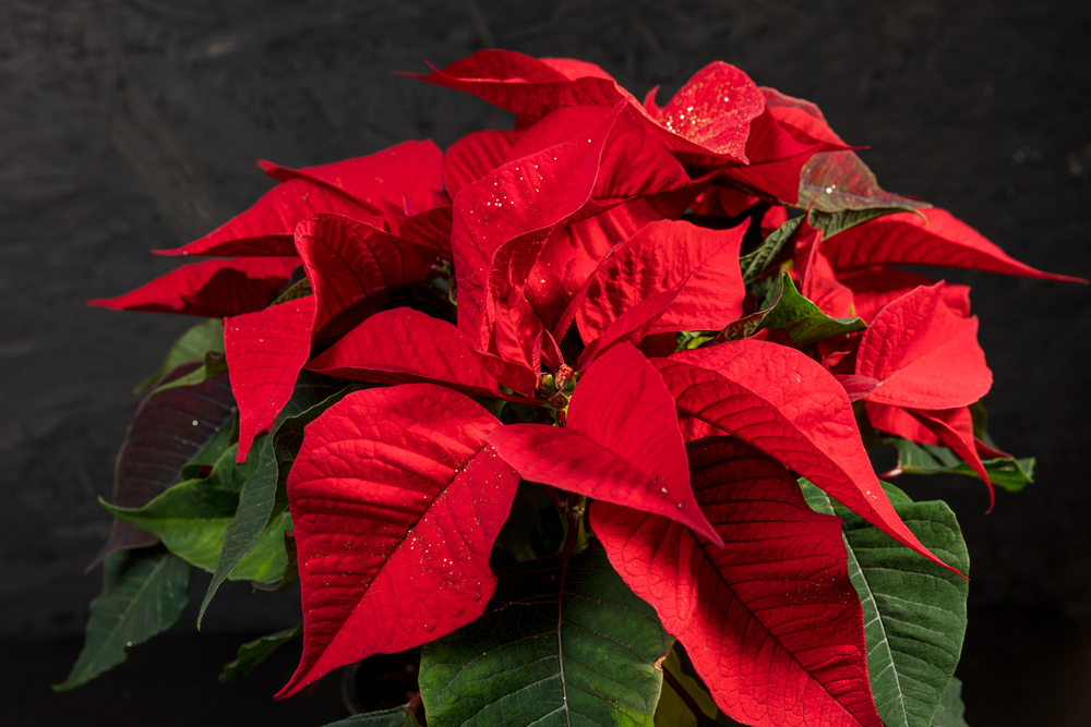 stella-di-natale.jpg