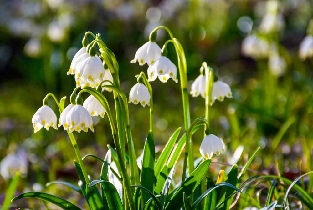Come coltivare il campanellino: 7 consigli utili per la cura del Leucojum
