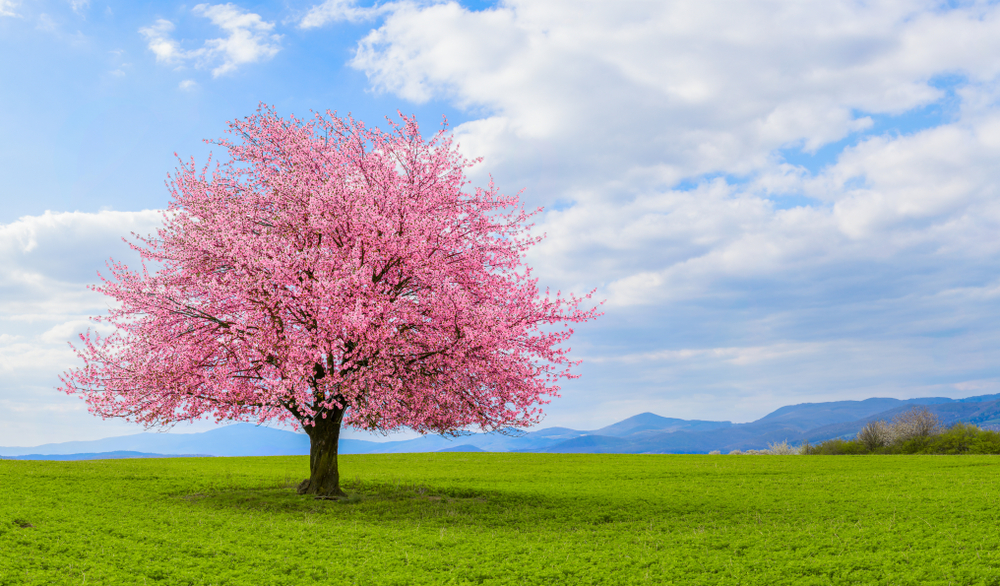 Sfondi Desktop Paesaggi Primaverili Gratis 11 Immagini Bellissime DonnaD