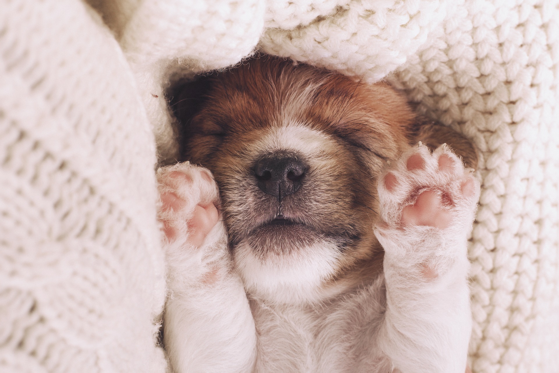 Nomi di cani maschi, idee per chi ha adottato un cucciolo