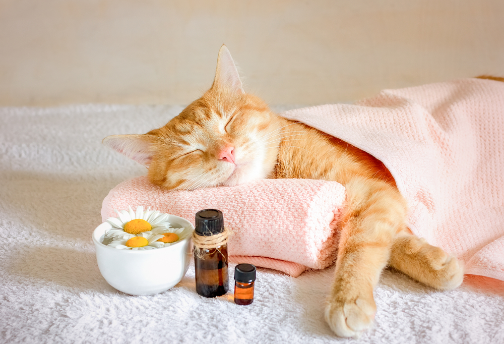 Oli essenziali per sconfiggere l’insonnia primaverile