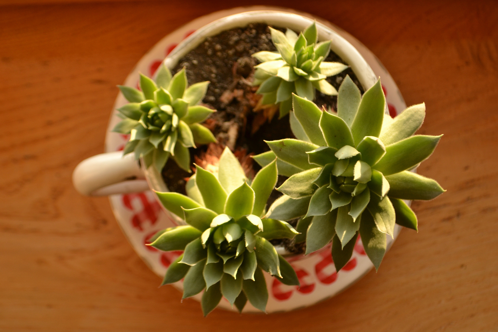 Composizioni di piante in tazza: spunti per realizzarle