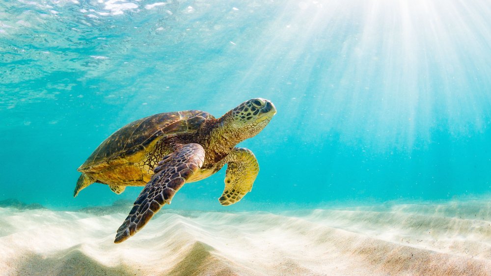 Sfondi desktop mare gratis: 7 immagini bellissime