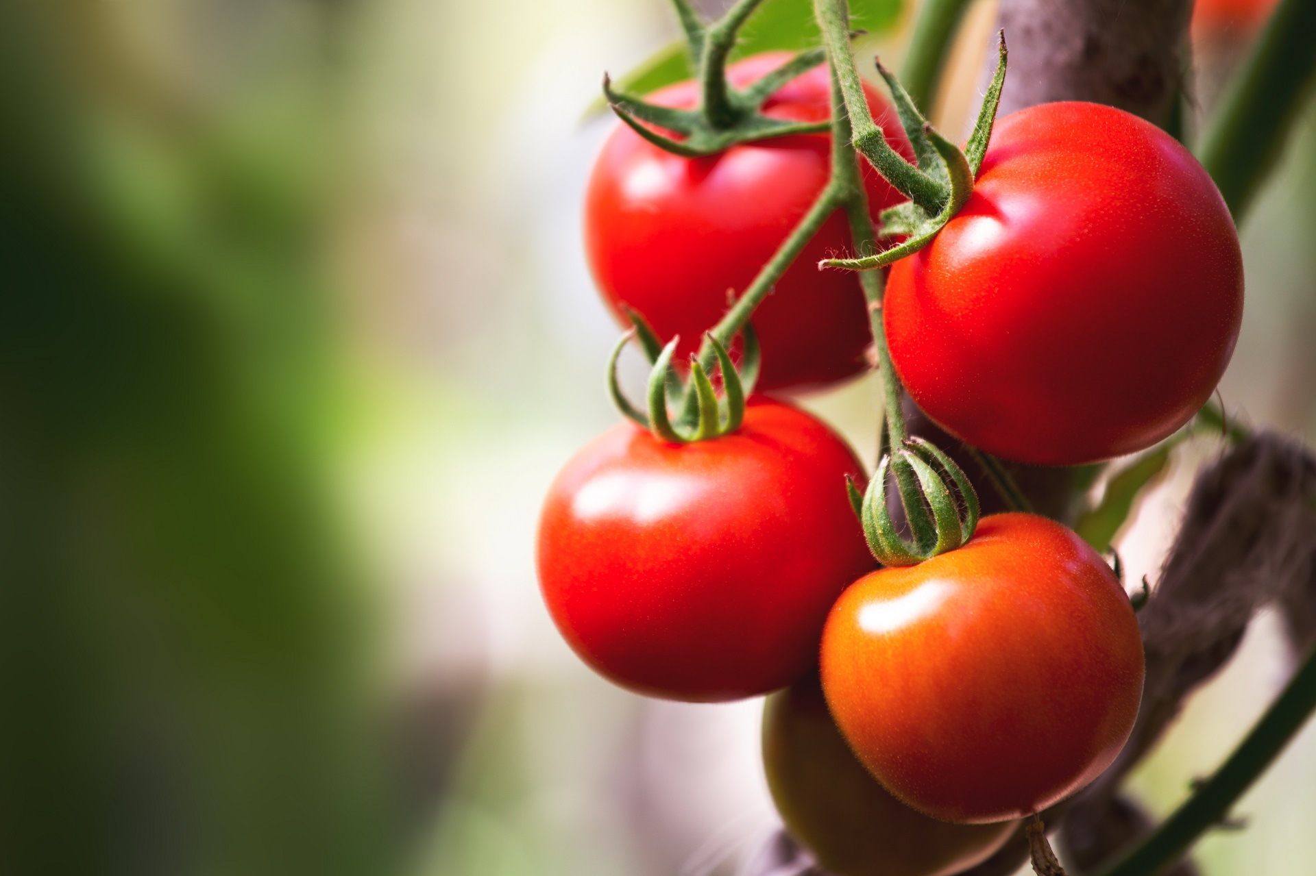 Quando piantare i pomodori