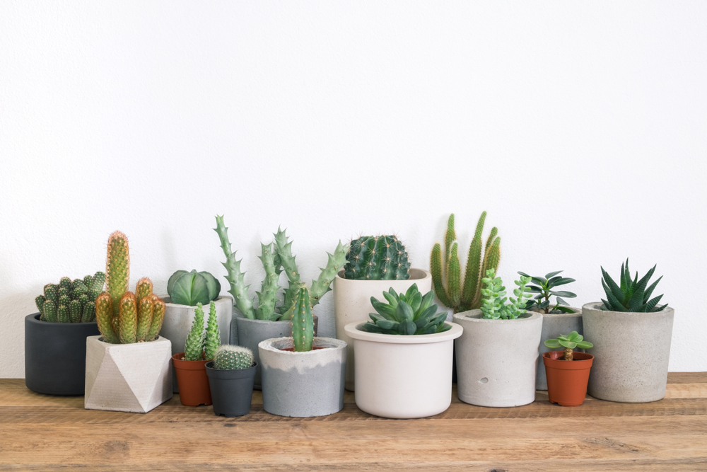 Che cos’è il terriccio per i cactus e come lo puoi fare in casa