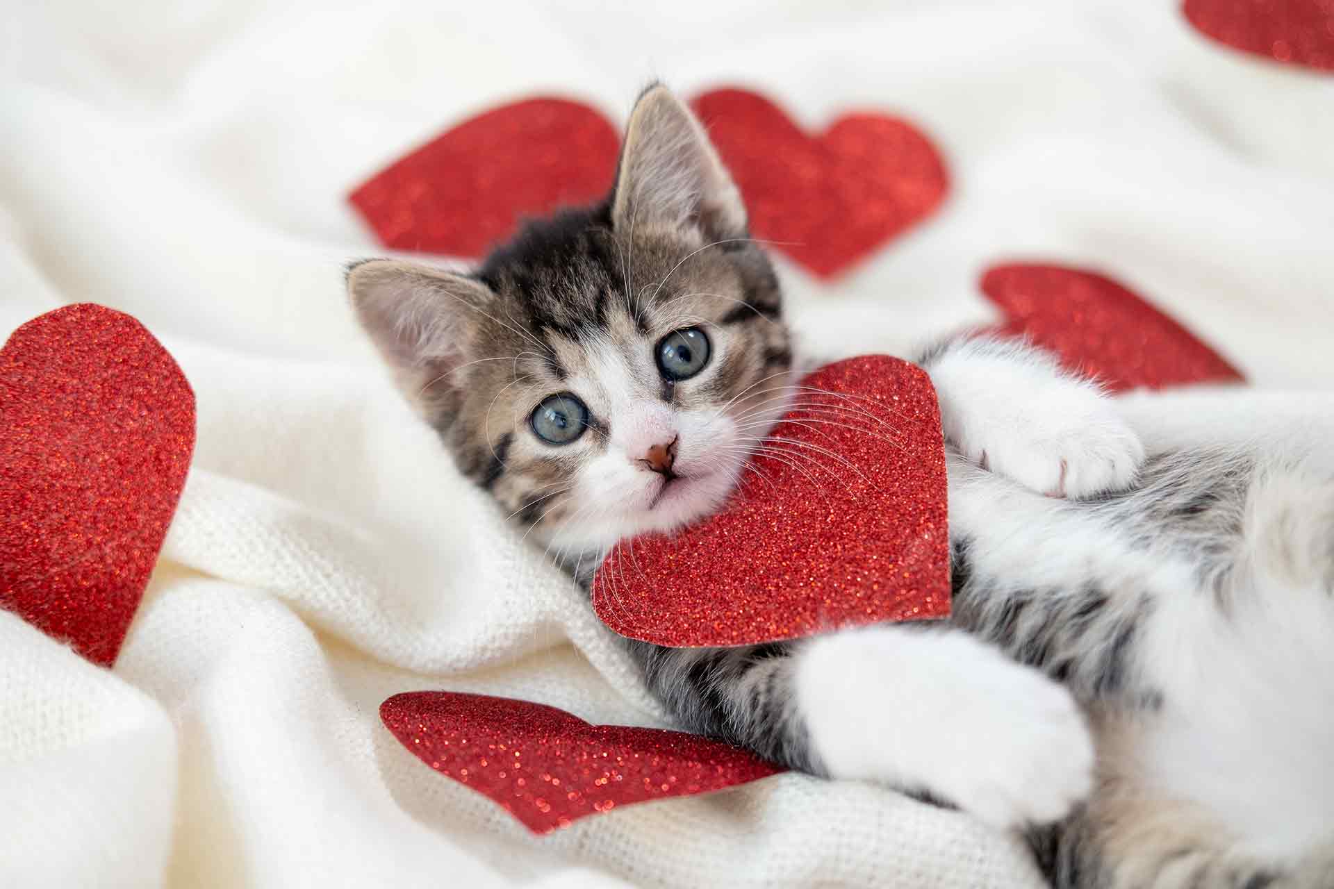 Nomi per gatti femmine: i più belli