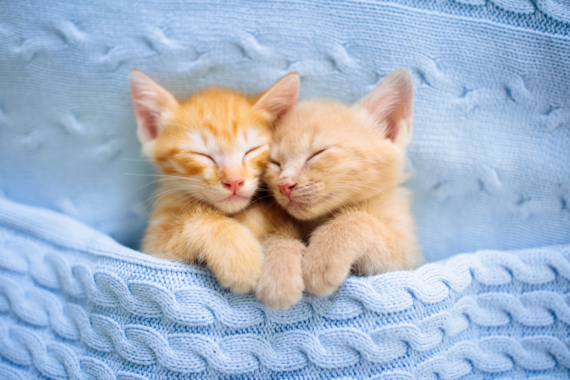 I versi degli animali da insegnare ai bambini
