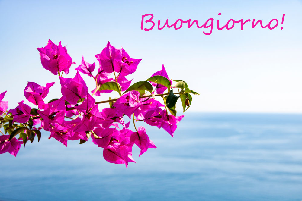 buongiorno-fiori-estivi-1_0.jpg