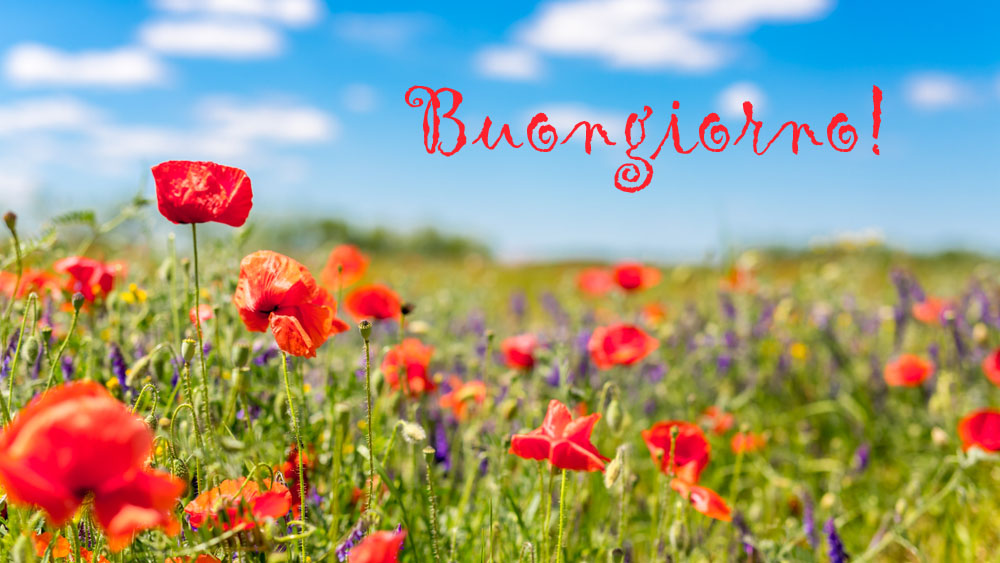 buongiorno-fiori-estivi-4.jpg